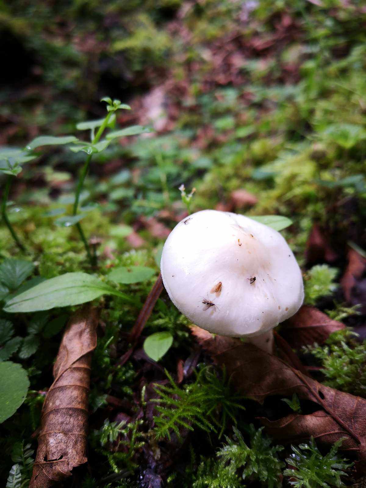 魔力雪山掉的蘑菇(魔力怀旧雪山多少级的怪)